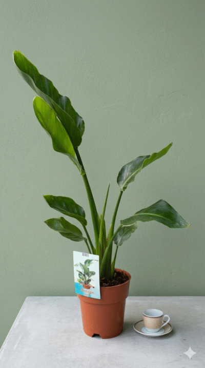 Strelicja nicolaiKwiaciarnia Kwiatowe Królestwo Warszawa