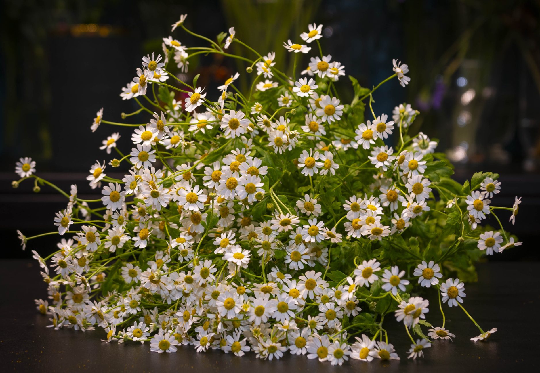 rumianekKwiaty Warszawa