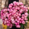 Róże peoniowate Silva Pink