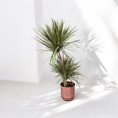 Roślina doniczkowa Dracena Marginata BICOLORKwiaty Warszawa