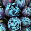 Bukiet "Blue Moments"- niebieskie tulipany i frezja