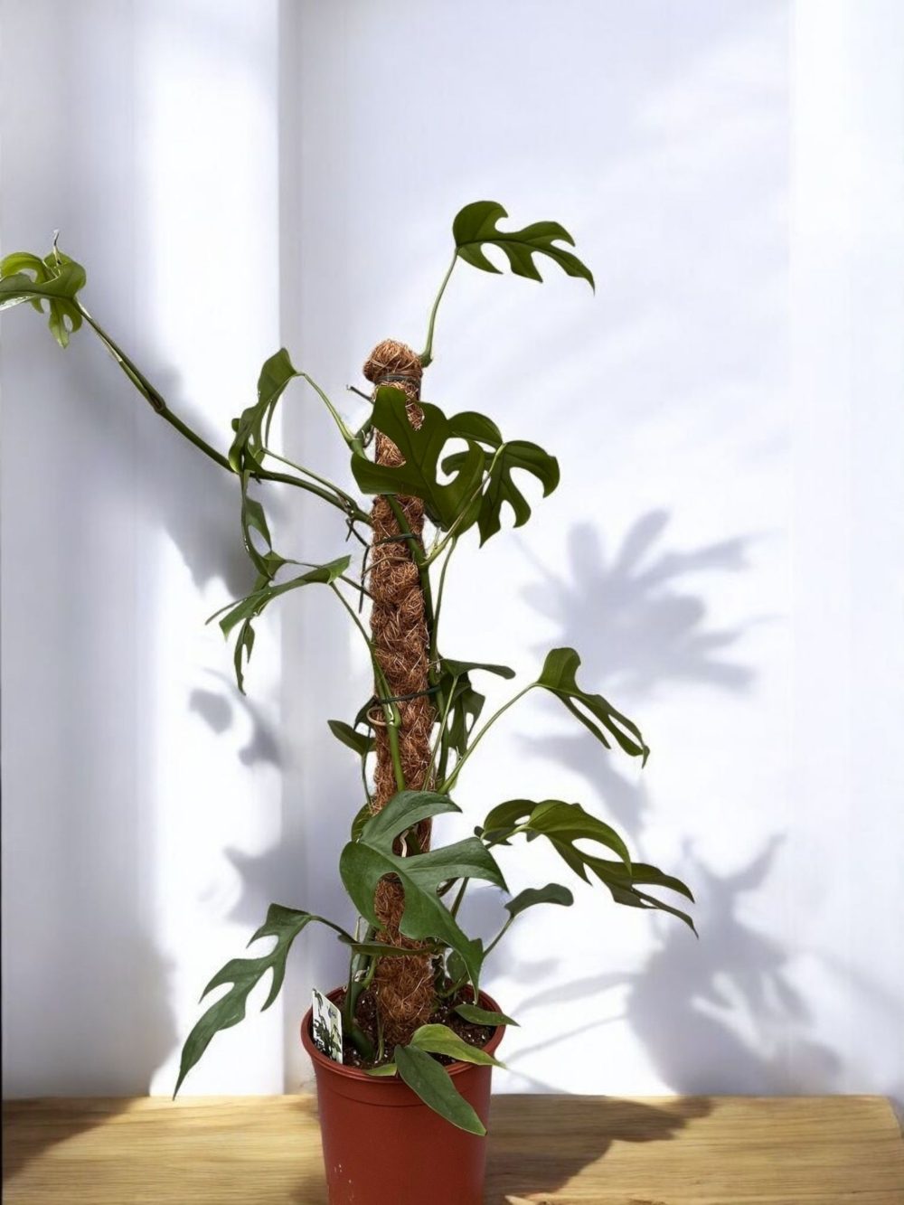 Monstera minimaKwiaty Warszawa