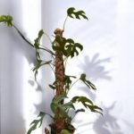 Monstera minimaKwiaciarnia Warszawa