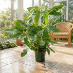 scheffleraPoczta Kwiatowa Warszawa