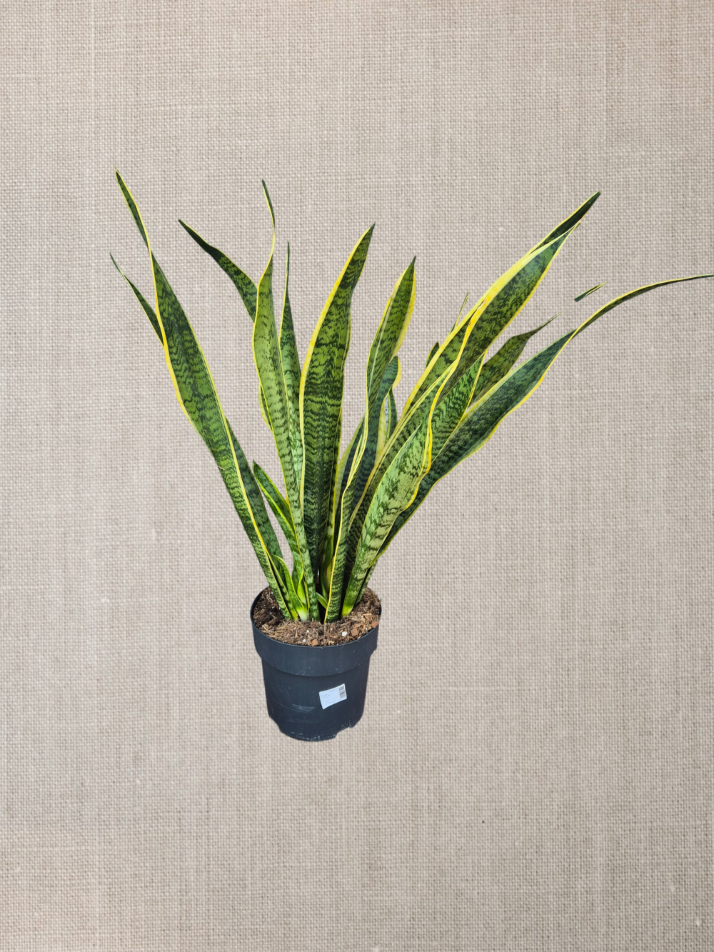 Sansevieria LaurentiiPoczta Kwiatowa Warszawa