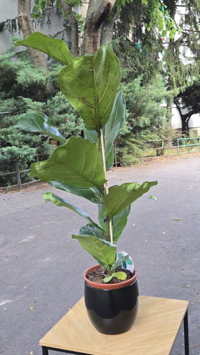 Ficus LyrataKwiaciarnia Kwiatowe Królestwo Warszawa