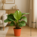 CalatheaKwiaciarnia Warszawa