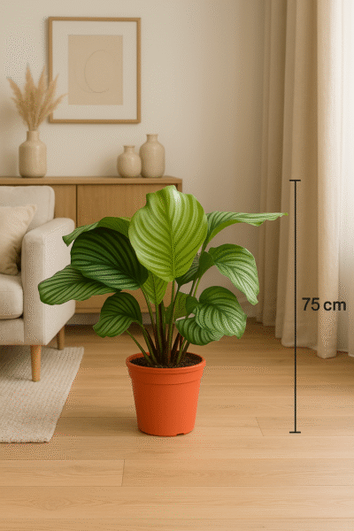 CalatheaKwiaty Warszawa