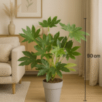 fatsia japonicaKwiaciarnia Kwiatowe Królestwo Warszawa