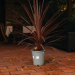 cordylinePoczta Kwiatowa Warszawa