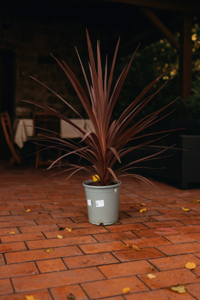 cordylineKwiaciarnia Warszawa