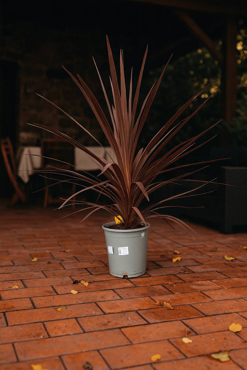 cordylinePoczta Kwiatowa Warszawa