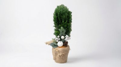 Mini choinka "Leśna Cisza"Poczta Kwiatowa Warszawa