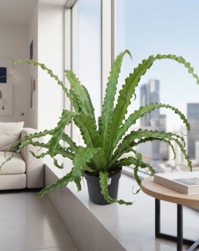 Roślina doniczkowa Asplenium antiquum 'Osaka'Kwiaty Warszawa