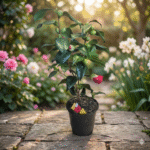 cameliaKwiaciarnia Warszawa