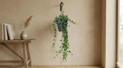 hederaKwiaty Warszawa